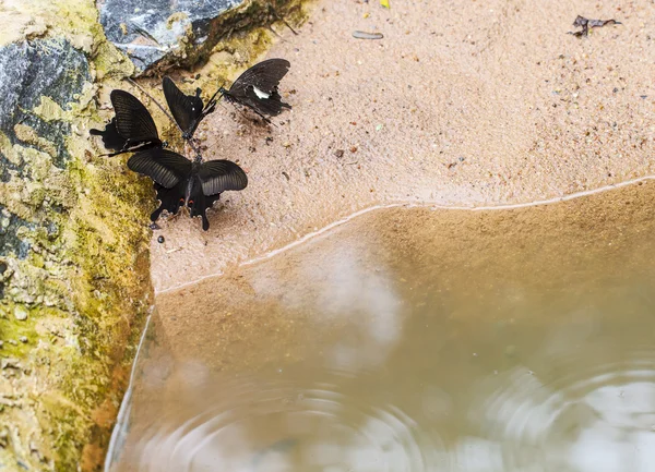 Bela borboleta na natureza . — Fotografia de Stock