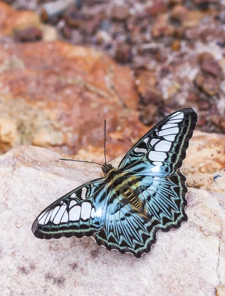 Mooie vlinder in de natuur. — Stockfoto