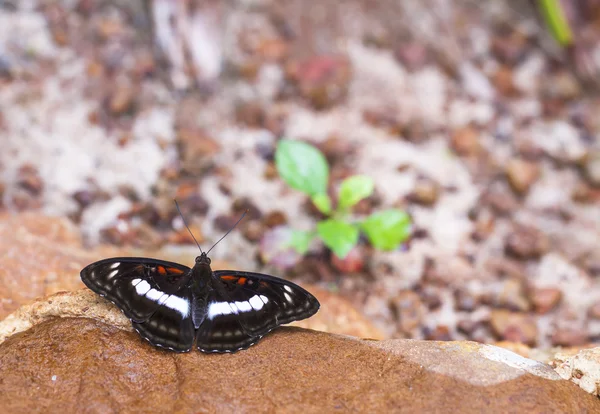 Bela borboleta na natureza . — Fotografia de Stock