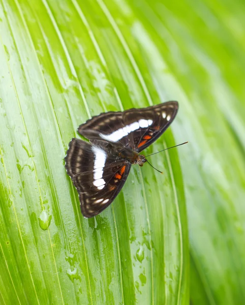 Mooie vlinder in de natuur. — Stockfoto