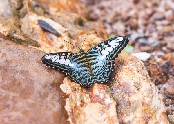 Bela borboleta na natureza . — Fotografia de Stock