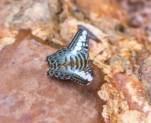 Beau papillon dans la nature . — Photo