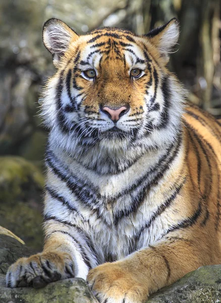 Tigre selvatica — Foto Stock