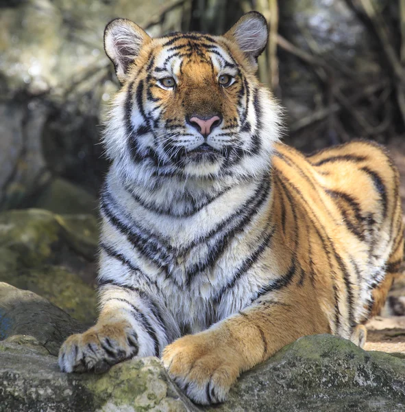 Дикий тигр — стоковое фото