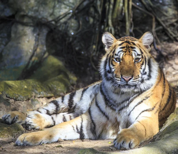 Wild tiger — Stock Photo, Image