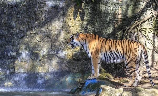 Tigre sauvage — Photo