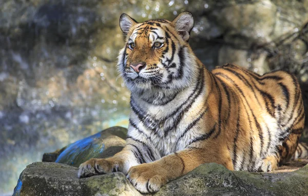 Tigre salvaje Imágenes de stock libres de derechos