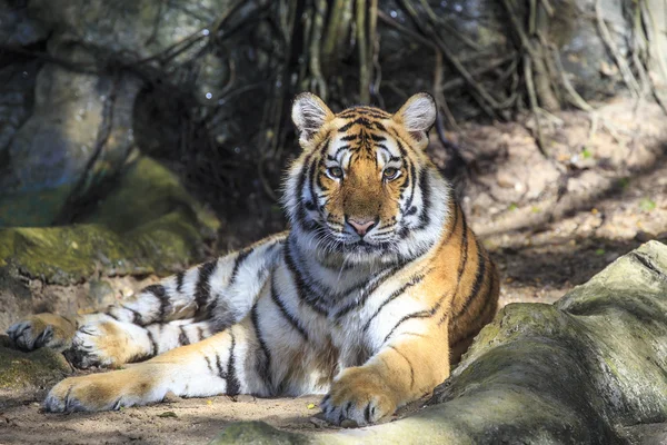 Vild tiger Royaltyfria Stockbilder