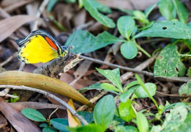 Kırmızı Leke'nin jezebel çift çiftleşme, kelebek