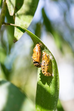 Koza ve boş Kelebek kelebek kelebek