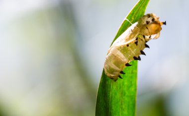 Boş kelebek kelebek
