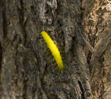 ağaç üzerinde sarı tırtıl