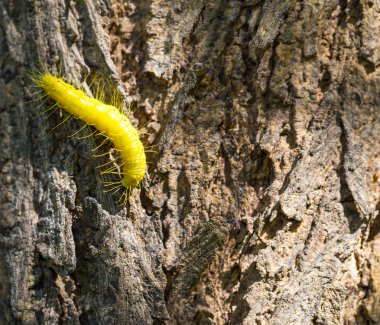 ağaç üzerinde sarı tırtıl