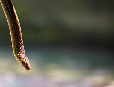 Şube ağaca tırmanmak yılan