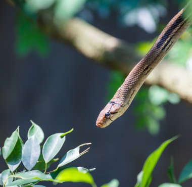 Şube ağaca tırmanmak yılan