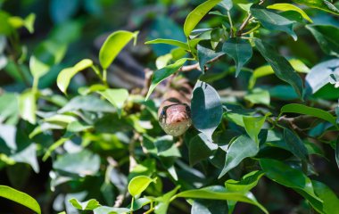 Şube ağaca tırmanmak yılan