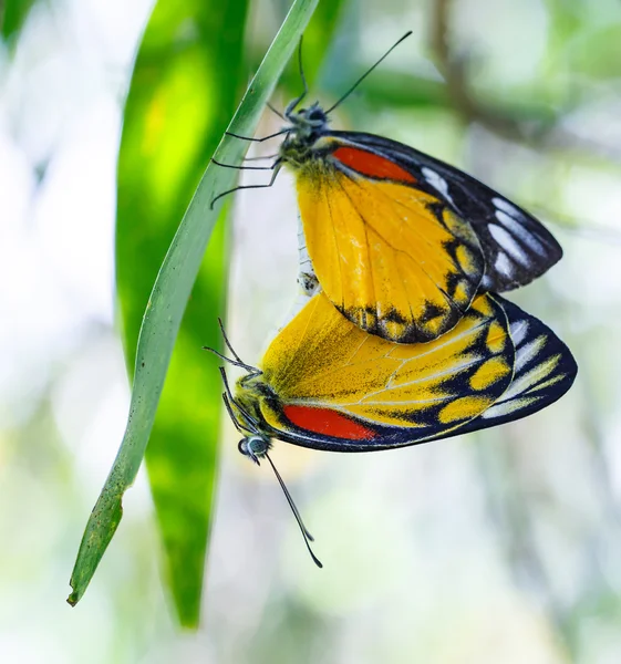 Paring paar van rode-vlek jezebel, butterfly — Stockfoto