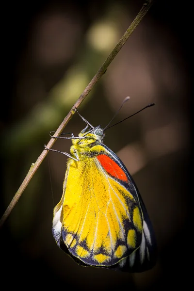 Borboleta (Red-spot Jezebel), Tailândia — Fotografia de Stock