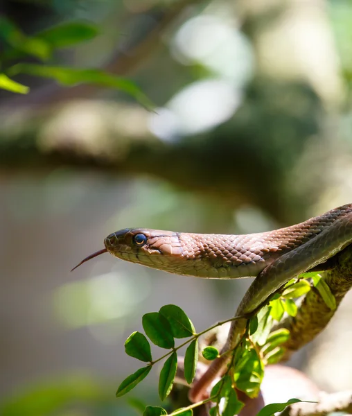 Orm klättring i en gren träd — Stockfoto