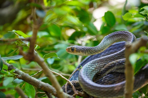 Orm klättring i en gren träd — Stockfoto