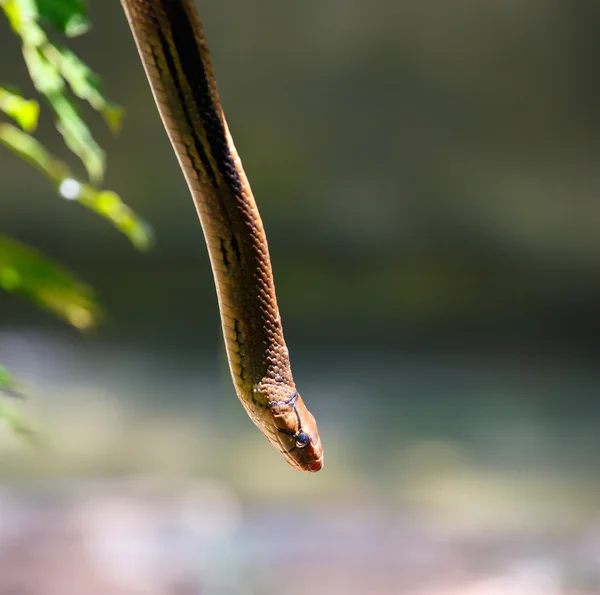 Schlange klettert in einen Astbaum — Stockfoto