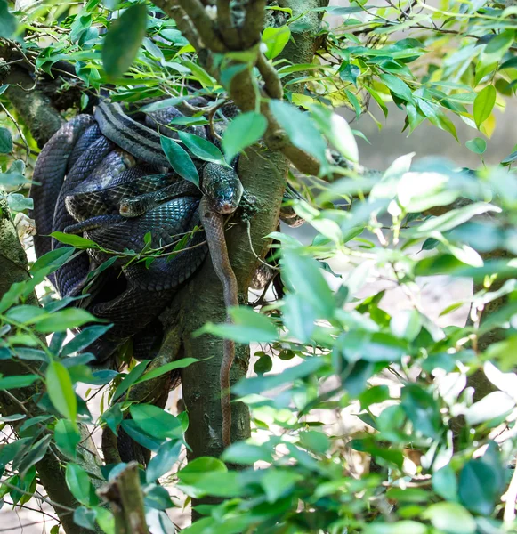 Orm klättring i en gren träd — Stockfoto