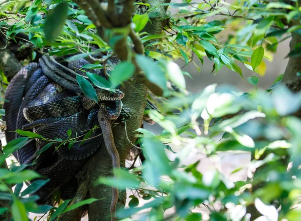 Φίδι αναρρίχηση σε ένα υποκατάστημα δέντρο — Φωτογραφία Αρχείου