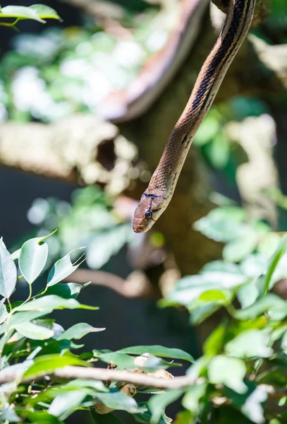 뱀 지점 나무에서 등반 — 스톡 사진