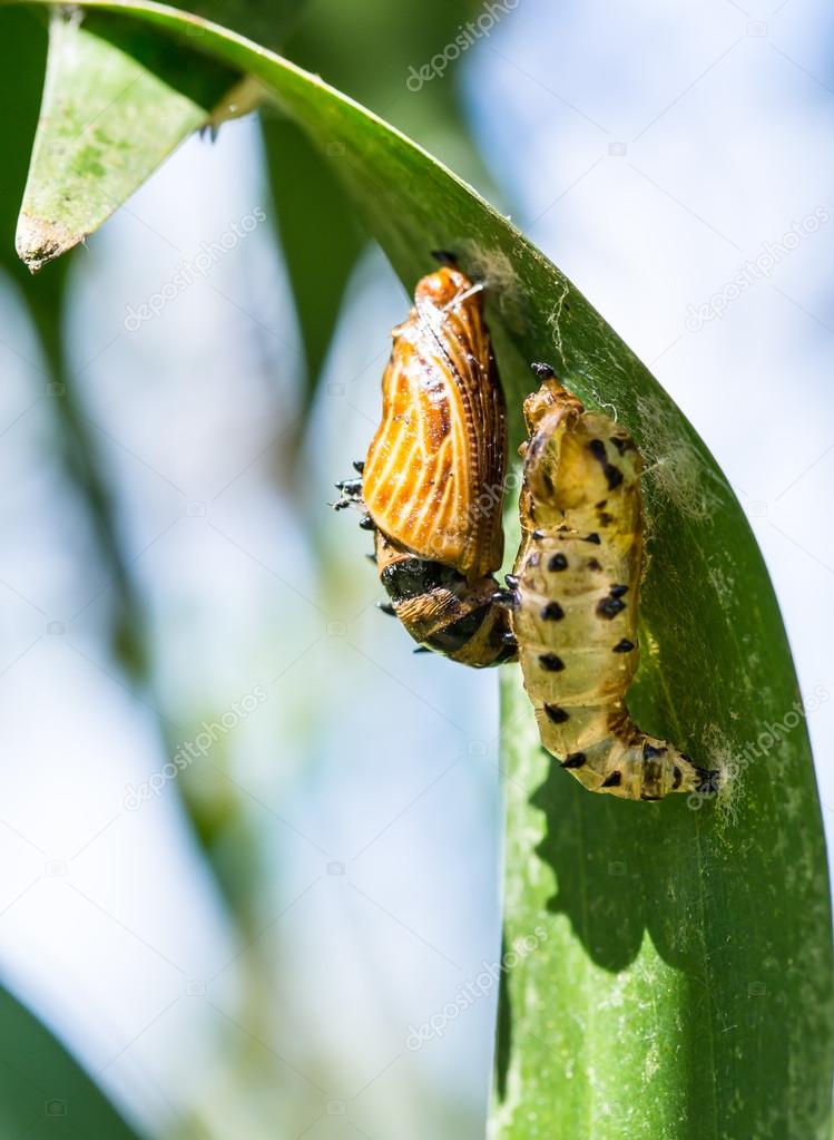 Empty Cocoon Butterfly Cocoon And The Empty Chrysalis Of Butterfly Stock Photo C Rujituk 47982911