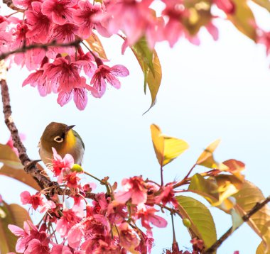 White-Eye kuş pembe kiraz çiçeği (sakura, dal üzerinde)
