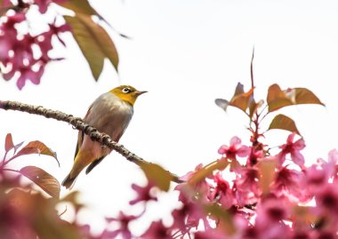 White-Eye kuş pembe kiraz çiçeği (sakura, dal üzerinde)