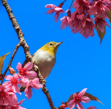 White-Eye kuş pembe kiraz çiçeği (sakura, dal üzerinde)