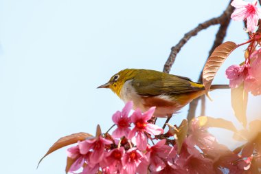 White-Eye kuş pembe kiraz çiçeği (sakura, dal üzerinde)