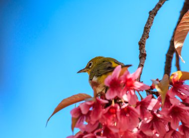 White-Eye kuş pembe kiraz çiçeği (sakura, dal üzerinde)