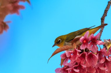 White-Eye kuş pembe kiraz çiçeği (sakura, dal üzerinde)