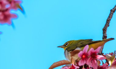 White-Eye kuş pembe kiraz çiçeği (sakura, dal üzerinde)