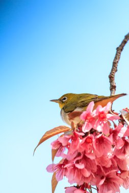 White-Eye kuş pembe kiraz çiçeği (sakura, dal üzerinde)