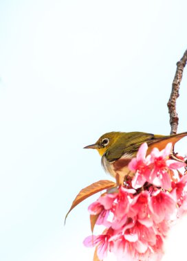 White-Eye kuş pembe kiraz çiçeği (sakura, dal üzerinde)