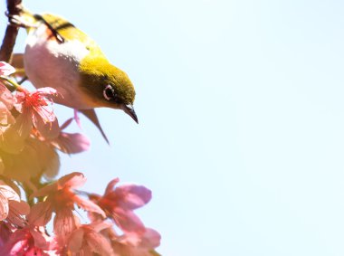 White-Eye kuş pembe kiraz çiçeği, dal üzerinde