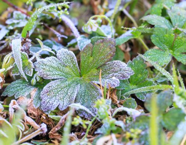 Kapatmak yukarıya-in bir Don kışın yaprakları,