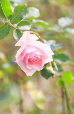 pembe gül çiçeği