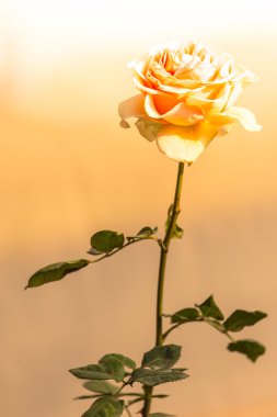 pembe gül çiçeği