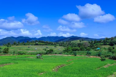 Yeşil teraslı pirinç alan dağ kaplı 