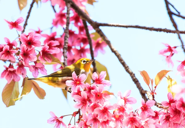 Weißaugenvogel auf Zweigen rosa Kirschblüte (Sakura)) — Stockfoto
