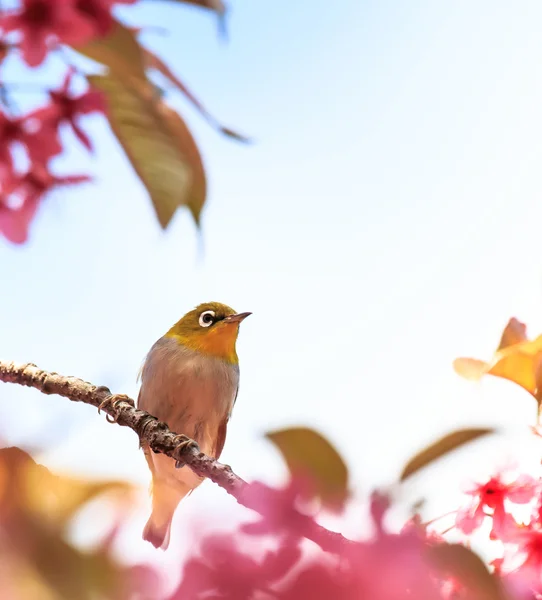 White-Eye kuş pembe kiraz çiçeği (sakura, dal üzerinde)