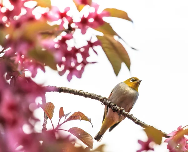 White-Eye kuş pembe kiraz çiçeği (sakura, dal üzerinde)