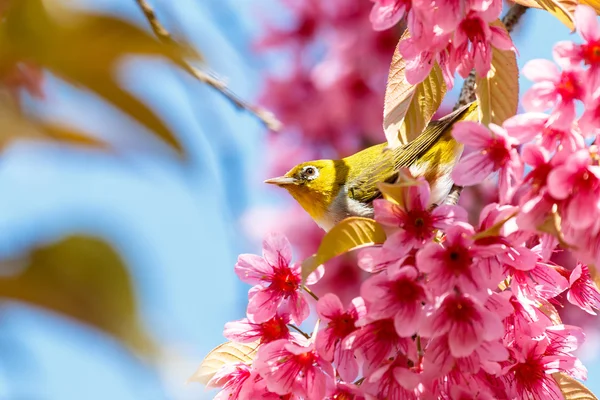 นกตาสีขาวบนกิ่งของดอกซากุระสีชมพู (sakura ) — ภาพถ่ายสต็อก