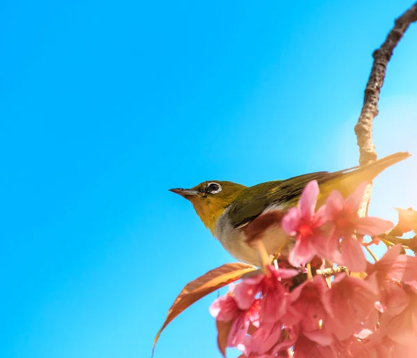 White-Eye kuş pembe kiraz çiçeği (sakura, dal üzerinde)