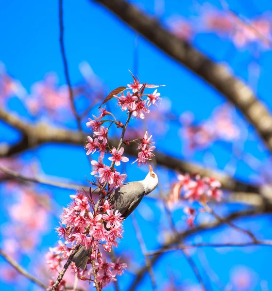 White-headed Bulbul bird  on twig of sakura — Stock Photo, Image