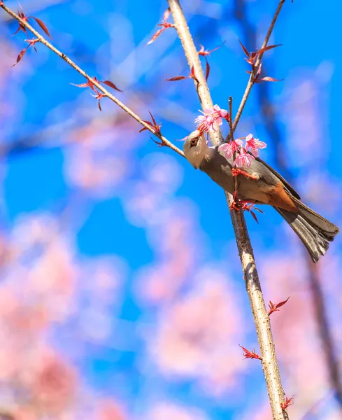 Hvithodet Bulbul-fugl på kvist av sakura – stockfoto